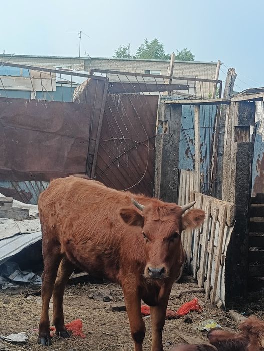 Продам телку полтарашку