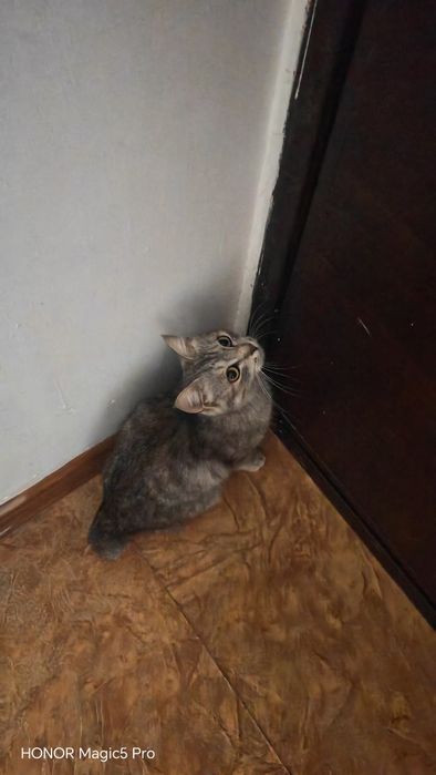 Мысыгыма жігіт керек