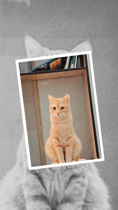 Одам кота бесплатно, он  очень ласковый.