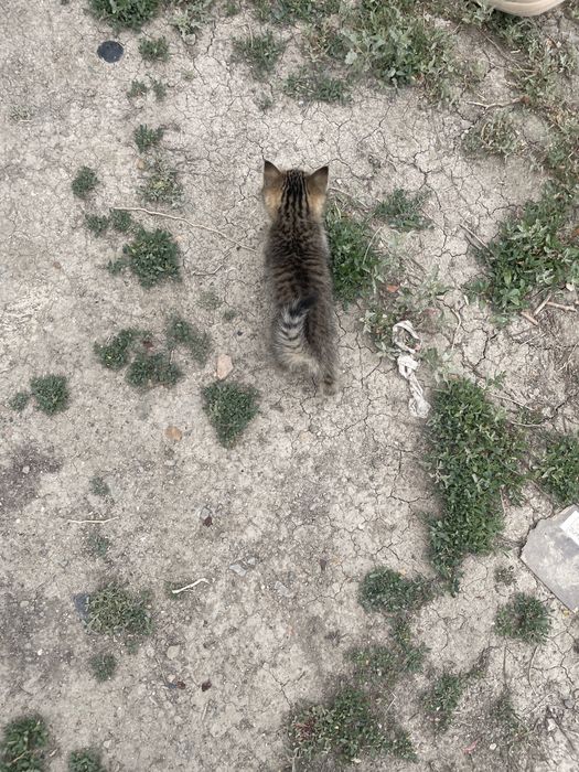 Котёнок девочка красивая два месяца два месяца