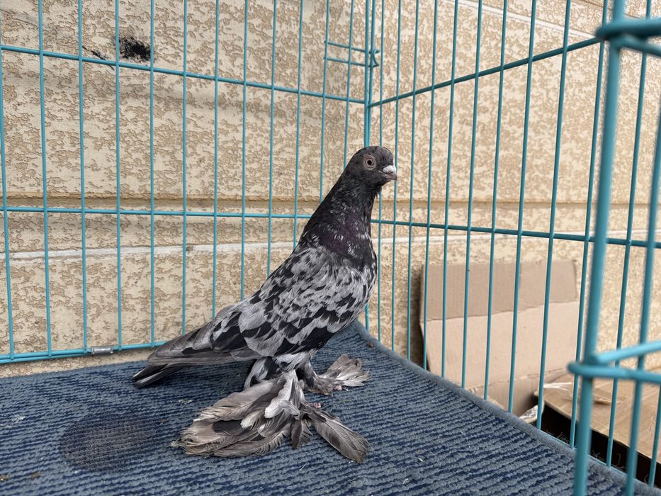 Самец челкар молодой