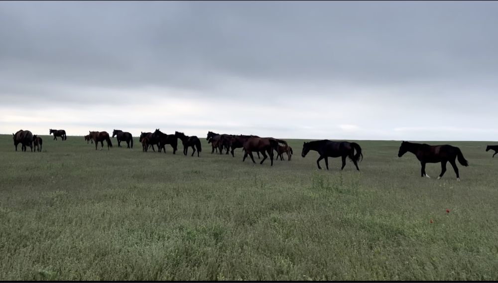 Үйір жылқы сатылады