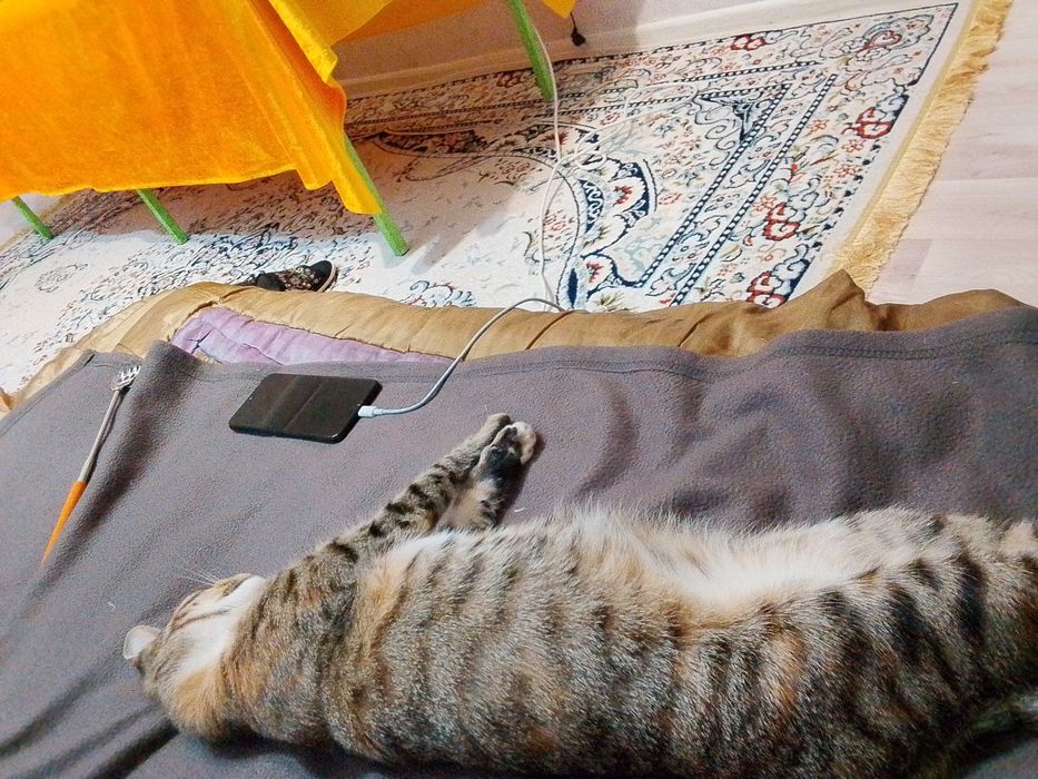 Актау мысык айагы ауыр