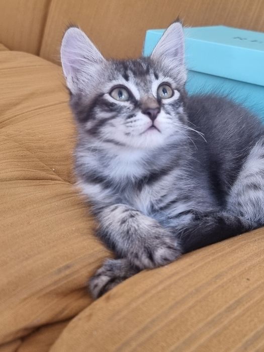 Котёнок, девочка