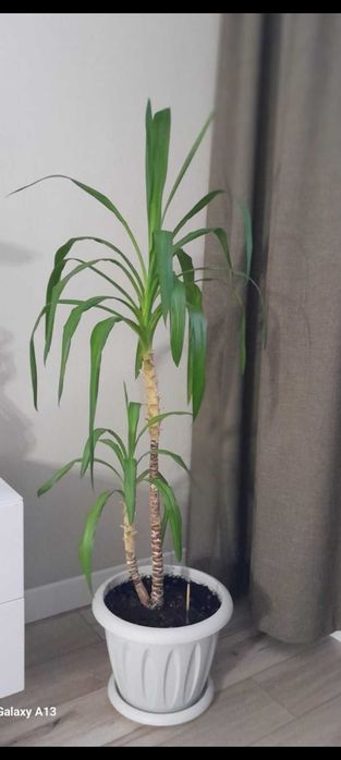 Продам живую пальму