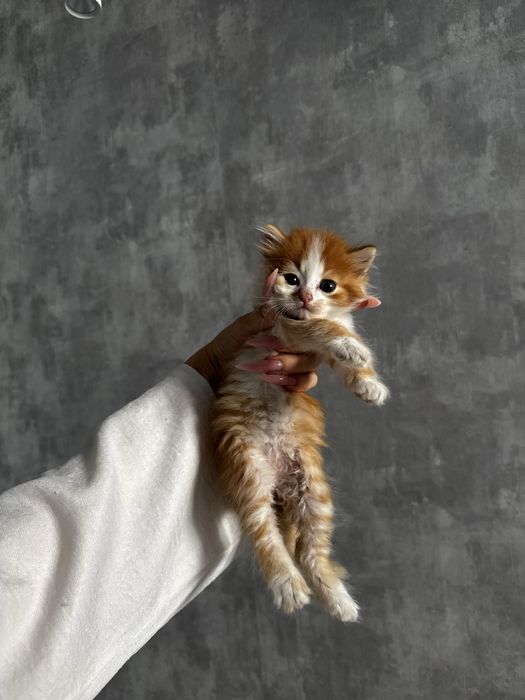 Котята ищут семью
