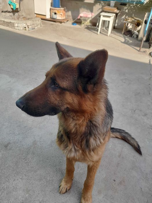 Ищем подругу для вязки