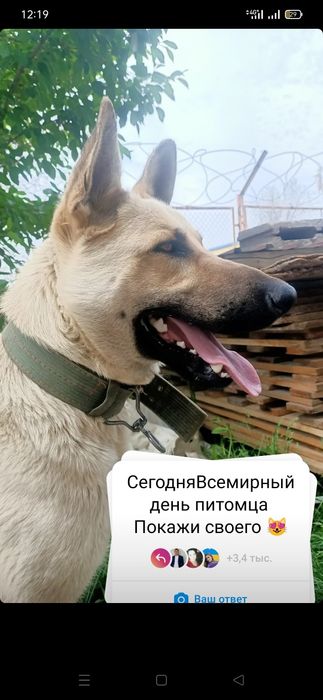 Вязка Немецкая овчарка