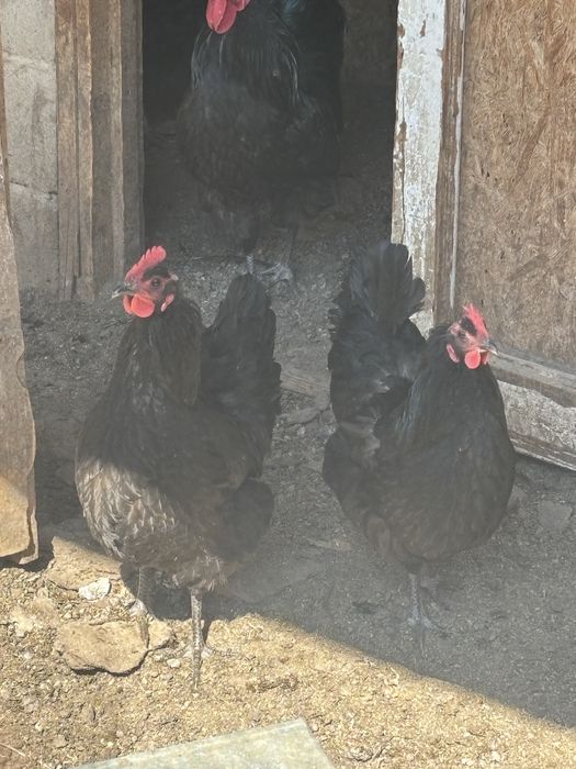 Ия породы кур Австралорп