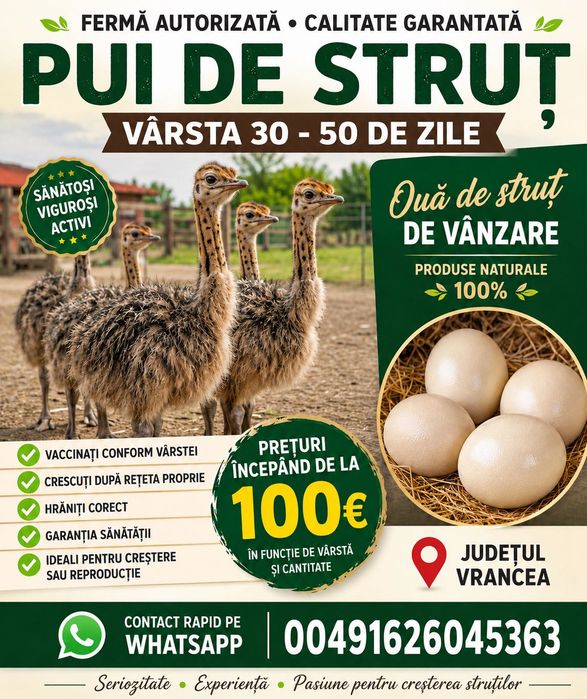 Pui de struț și ouă de struț de vânzare în Vrancea, Ferma de Struți Maximo, prețuri de la 100 €