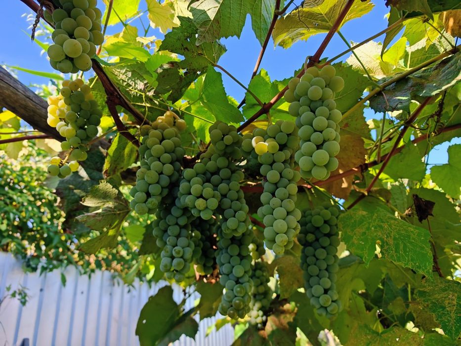 Struguri de vin dulci și zemoși