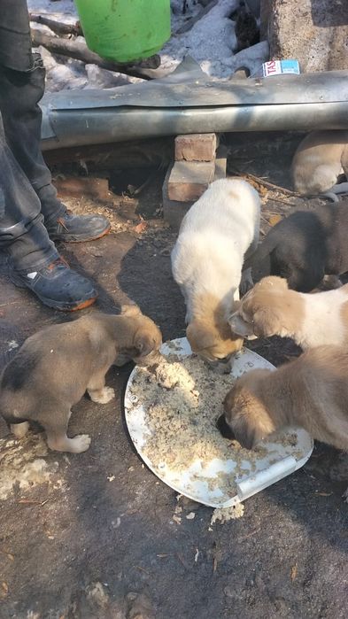 Маленькие щенки ищут дом