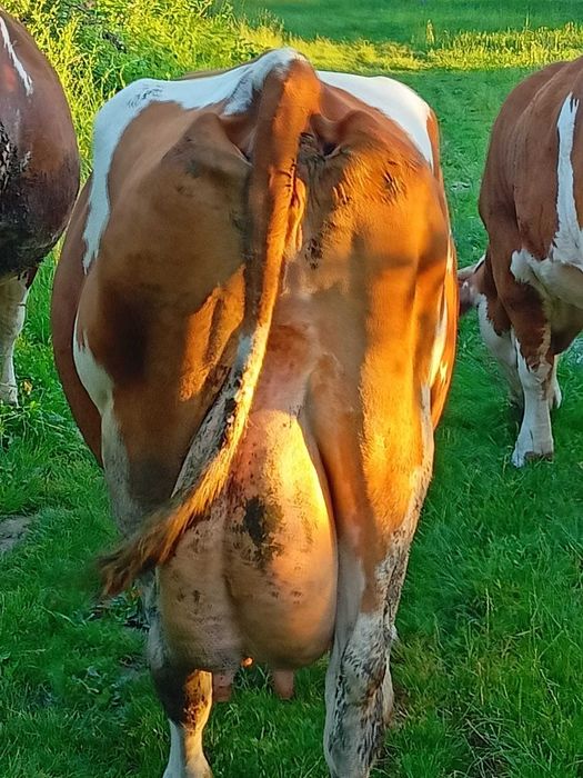 Vaca cu vițel de vanzare