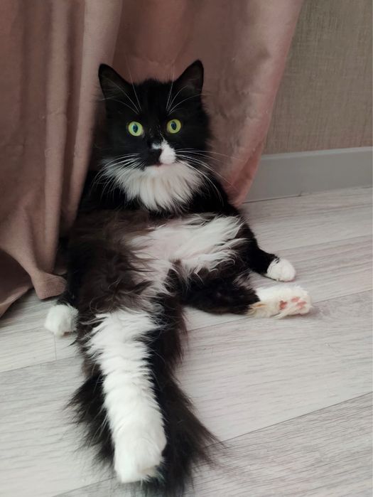 Кошка в добрую семью