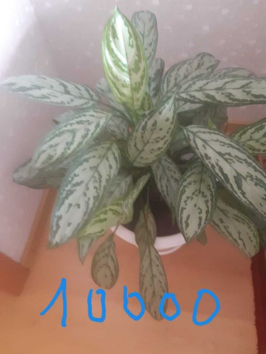 комнатные цветы крупные