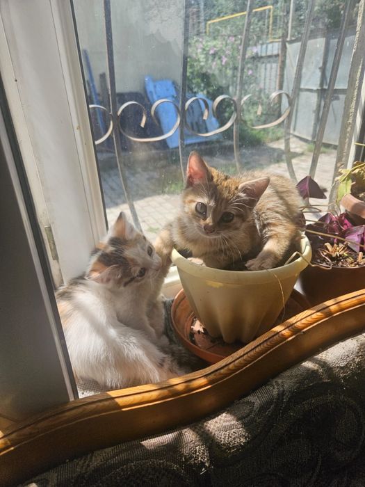 Отдам котят в добрые руки