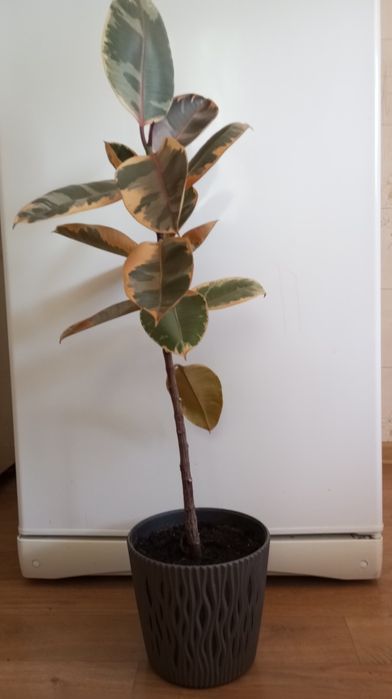 Продам розовый фикус