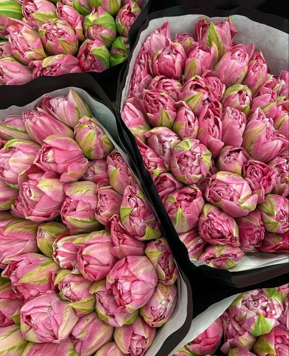 Шикарные тюльпаны по цене производителя