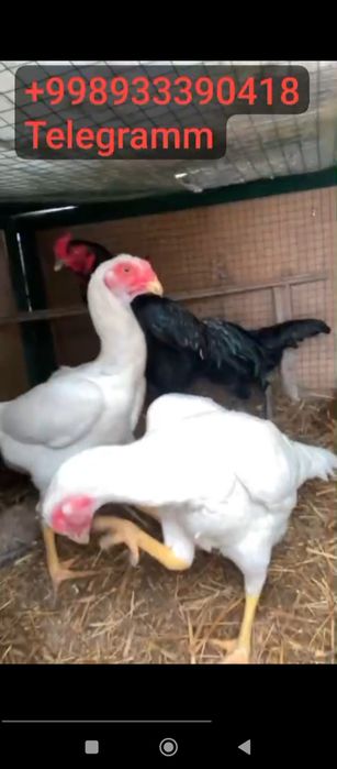 O shamo nemis tuxuml va jujalariga zakaz olaman.