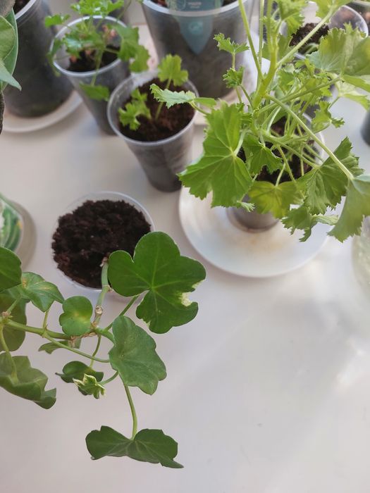 Продам комнатные цветы