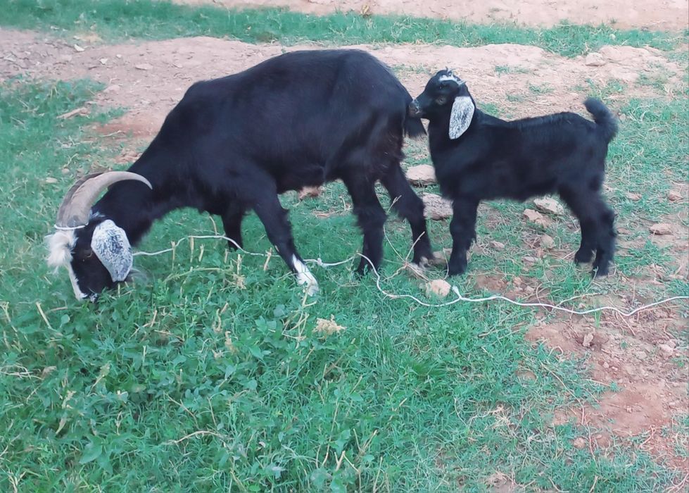 Ona bola echkilar