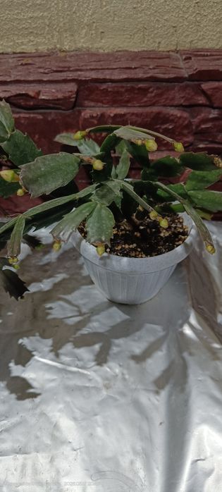 Продам комнатные цветы декабристы