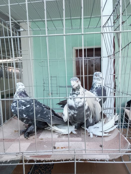 Голуби тараз продам