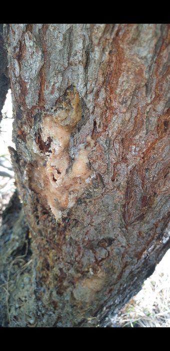 Rășină de vânzare