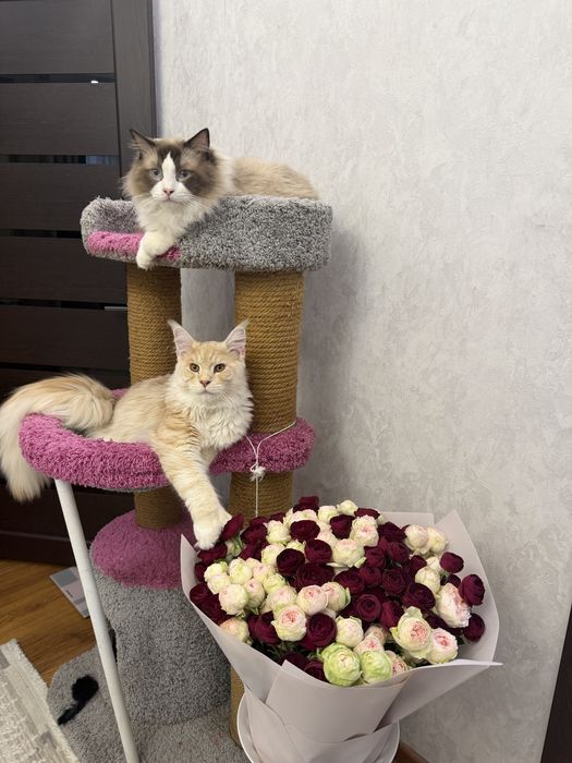 Мейнкун шикарный кот