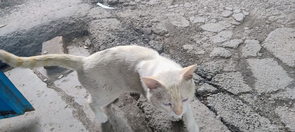 Найден кот  Алматы 1