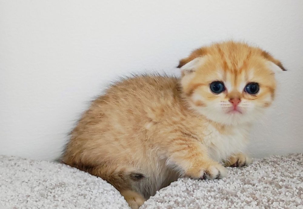 Кошечка висЛоуХая
