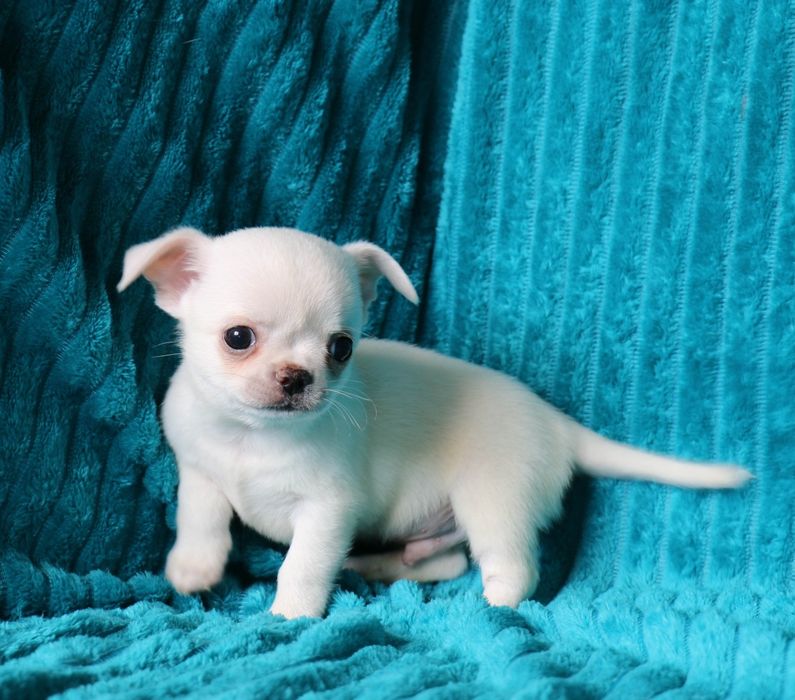 Мальчишка чихуахуа с документами