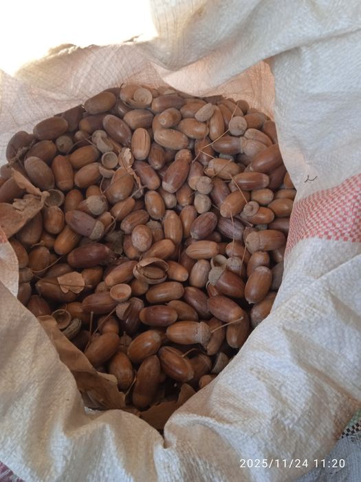 Продам жолуди чистые