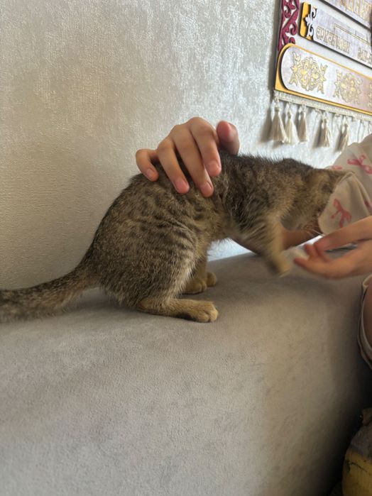 Отдам котенка в хорошие руки