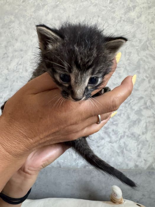 Отдам срочно котят!!