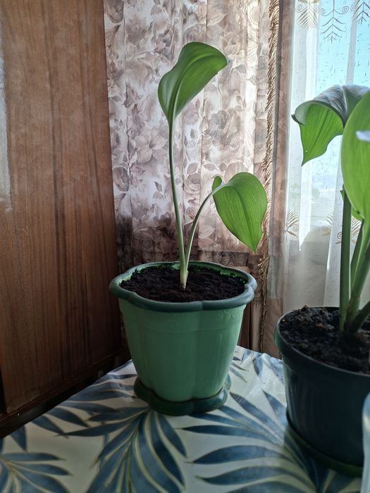 Домашние комнатные цветы