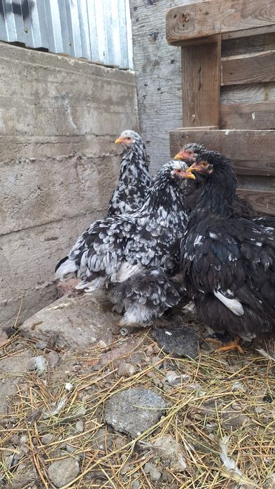 Продам кур брамма