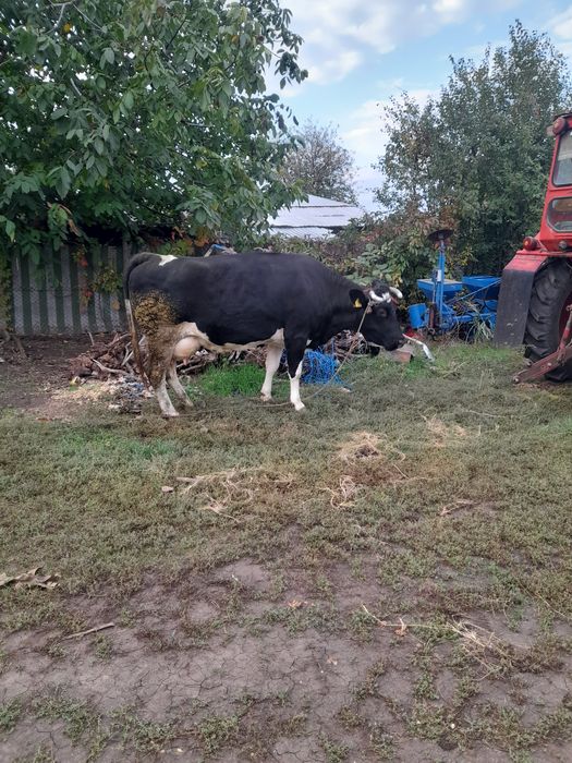 Vând vaca cu lapte gestanta