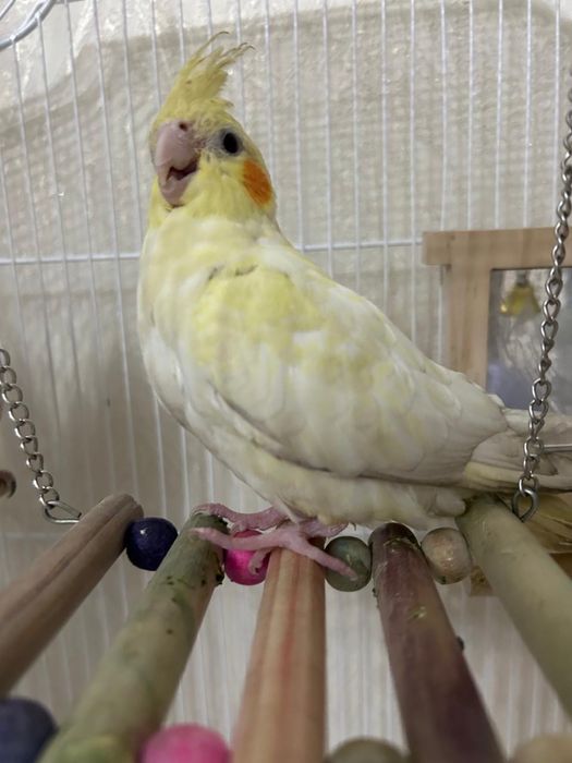 Попугаи кореллы пара