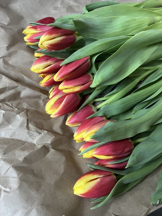 Тюльпаны оптом от 420 тенге