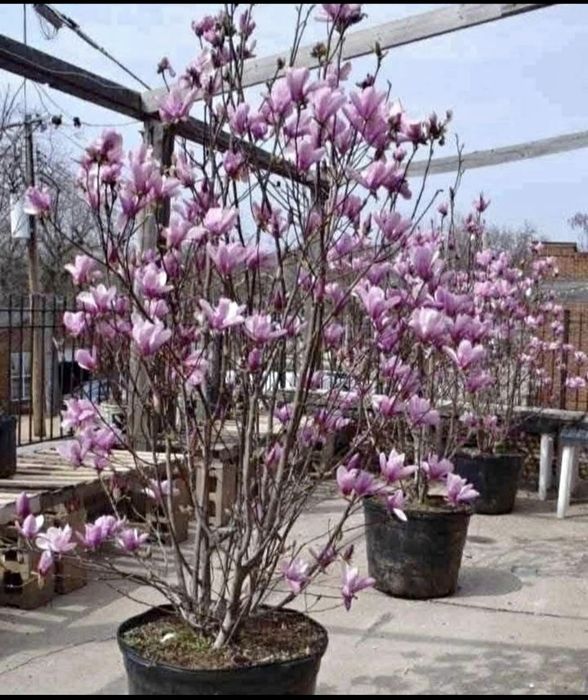 Plante ornamentale de gradina