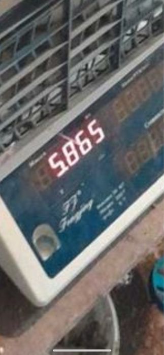 Бір пар строкач сатылады