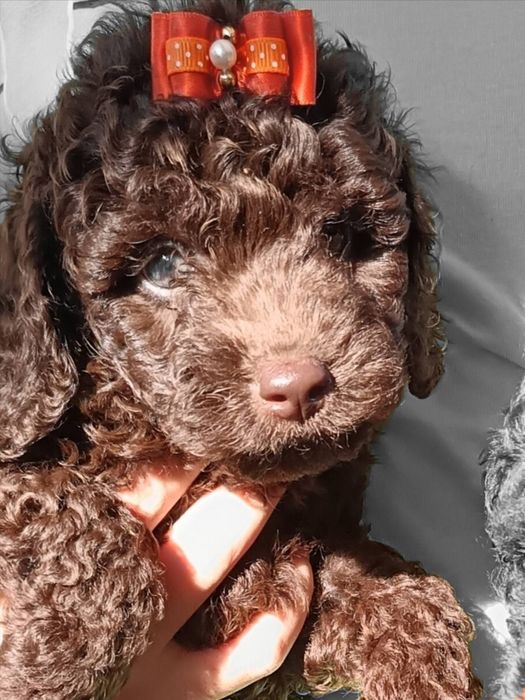 Пудел мини шоколад