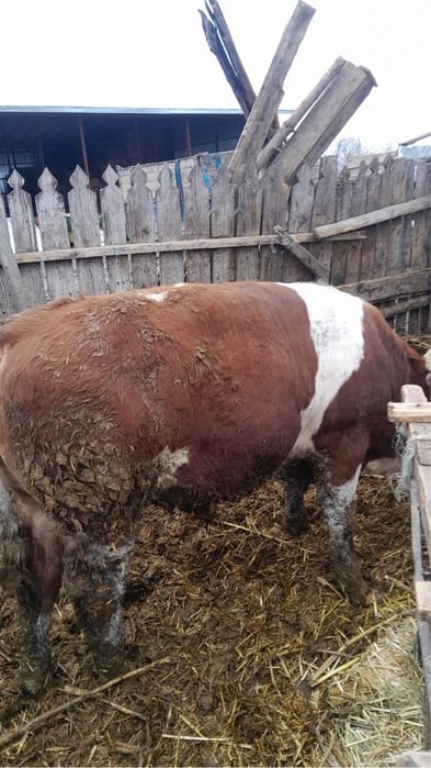 Vand tauri baltata romaneasca