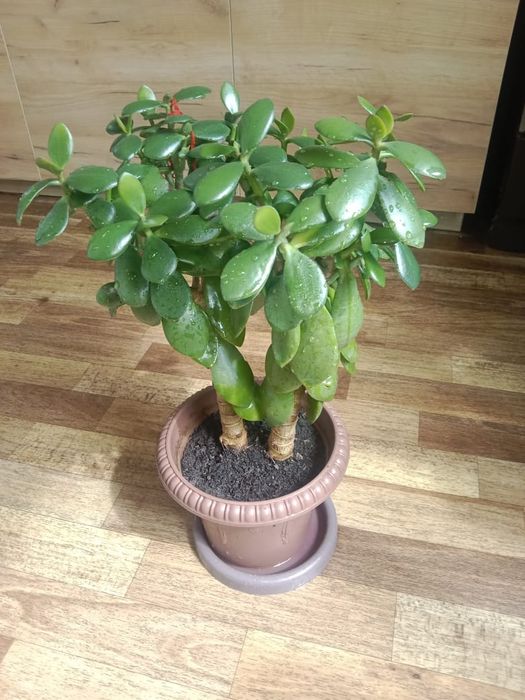 Денежное дерево - Тростянка