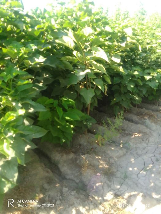 Манзарали кочатмиз сотувда