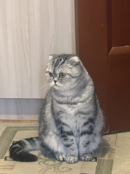 Отдам кошку в добрые руки