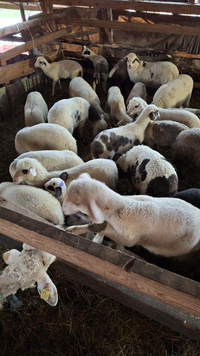 Продавам  агнета шилета овце