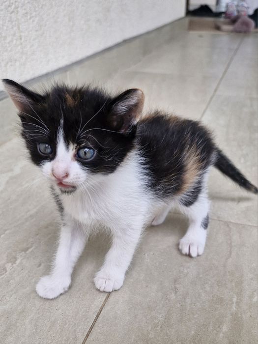 Подарявам малки котета