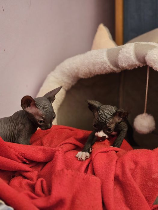 Сфинкс котята продам